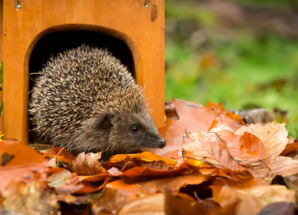 Hedgehog (Scientific name: Erinaceus Europaeus) Wild, native, European hedgehog in Autumn emerging from a hedgehog house with colourful Autumn leaves.  Horizontal.  Space for copy.