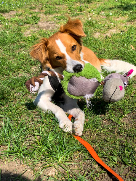 istock Dog with his toy 1282719616