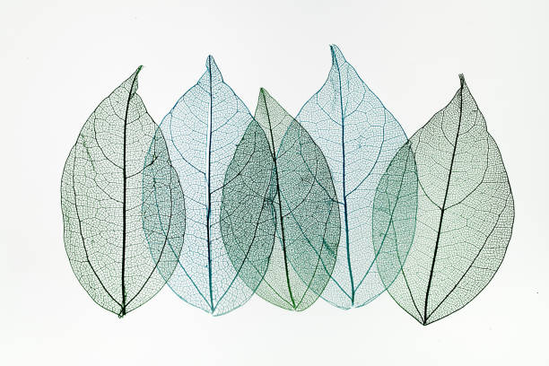 istock Transpatrent leaves arstract background. Top view, flat lay. 1282720368