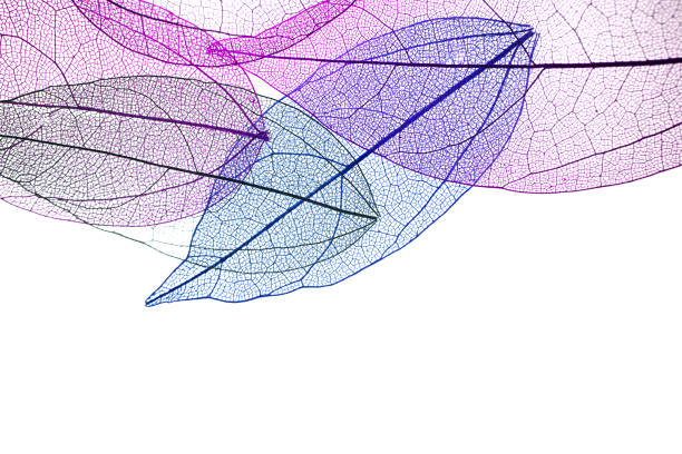 istock Transpatrent leaves arstract background. Top view, flat lay. 1282720385