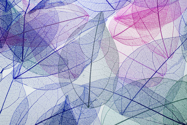 Transpatrent leaves arstract background. Top view, flat lay