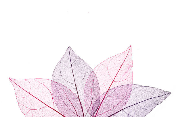 istock Transpatrent leaves arstract background. Top view, flat lay. 1282720447