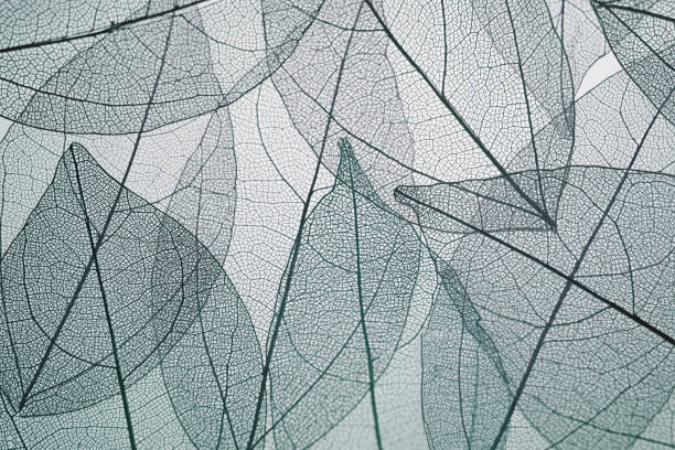 Leaf texture pattern. Macro leaves background texture.