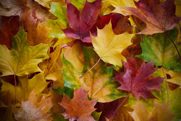 istock Colorful autumn leaves background. Fall leaves background 1282720907