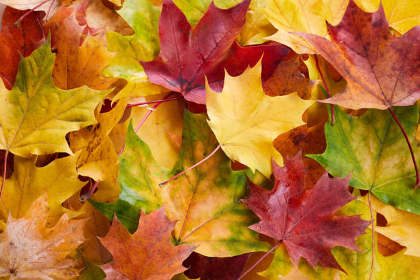 istock Colorful autumn leaves background. Fall leaves background 1282720926