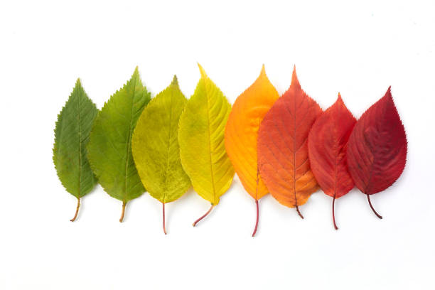 Autumn leaves rainbow color gradient. Autumn season change concept