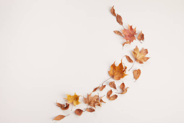 istock Autumn composition. Dried leaves on white background. Top view. Flat lay. 1282722091