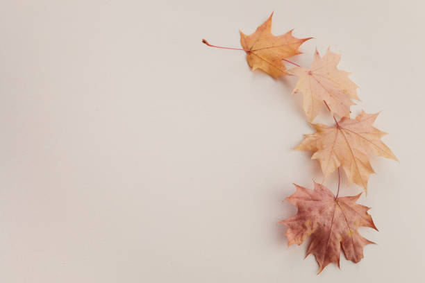 istock Autumn composition. Dried leaves on white background. Top view. Flat lay. 1282722103