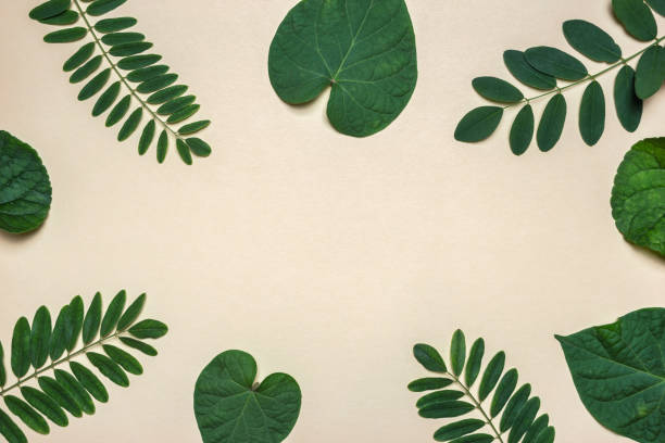 istock Natural frame made of different green leaves 1282722265