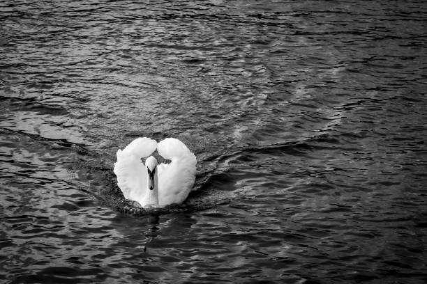 White swan is on the surface of the water