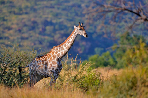 istock Giraffe in forest with big trees, evening light, sunset. Idyllic giraffe silhouette with evening orange sunset, Pilanesberg NP, South Africa. Hidden portrait of giraffe. 1282724491