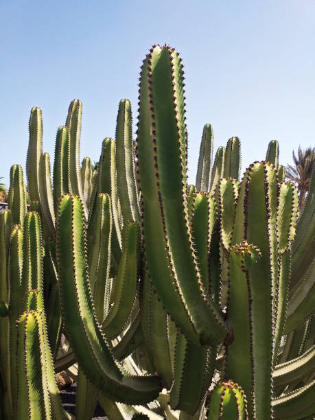 grupo de cactus columnares verdes en jardín botánico bajo el cielo azul. plantas tropicales y fondo de botánica. - cactus spine fotografías e imágenes de stock