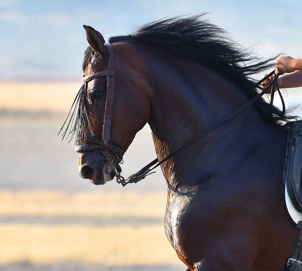 istock Majestic horse on spain 1282725020