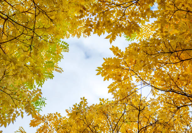 istock Framing from autumn leaves against the sky 1282725715