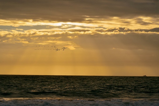 A flock of Cormorants migrating south over the atlantic ocean at sunrise on a late october day on the Ocean City, MD beach.  On the horizon,  a trawler setting out to sea