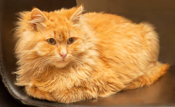 istock red fluffy long-haired cat lies on a chair 1282726945