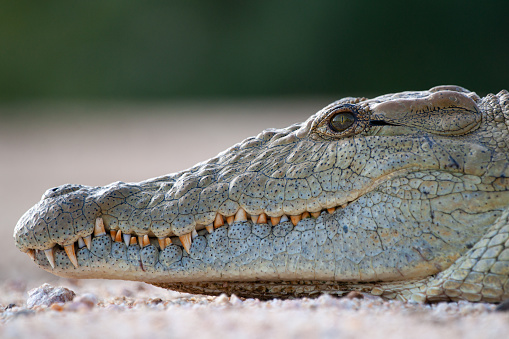 Close up image of a Nile Crocodile taken on a safari in South Africa