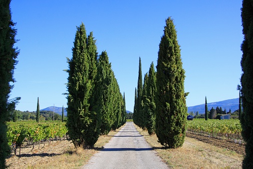 View on agricultural path lined with mediterranean cypress trees (cupressus sempervirens) in a row through vineyard with vines and  mountains, blue sky in autumn