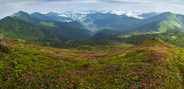 Pink rose rhododendron flowers on summer mountain slope Pink rose rhododendron flowers on misty and cloudy morning summer mountain slope. Marmaros Pip Ivan Mountain, Carpathian, Ukraine. dwarf pine trees stock pictures, royalty-free photos & images