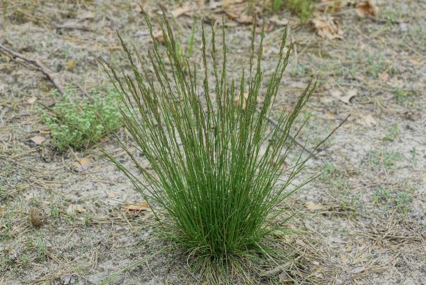 istock one small wild bush of green grass 1282728576