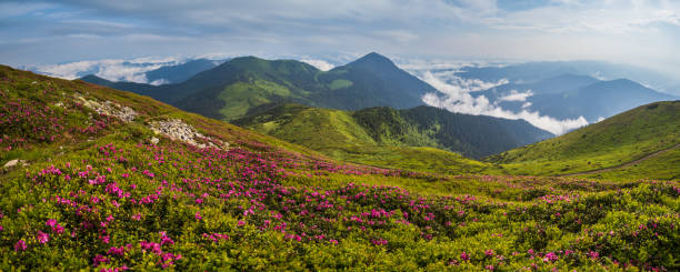 여름 산 경사면에 핑크 장미 진달래 꽃 - european alps carpathian mountain range evergreen tree tree 뉴스 사진 이미지