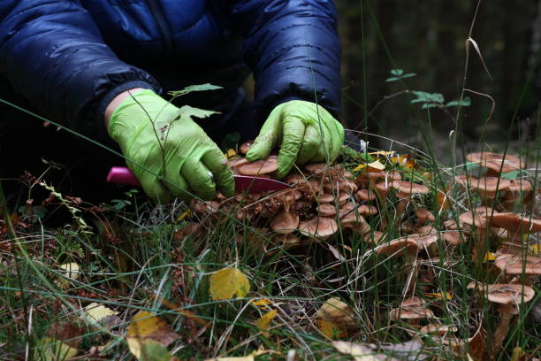 istock Mushroom picker cuts mushrooms with a knife 1282731271
