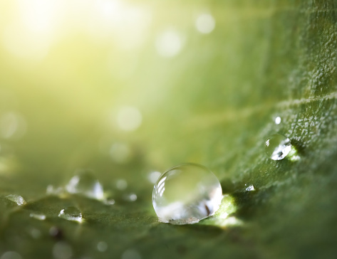 Beautiful large drops of morning dew in nature, selective focus. Drops of clean transparent water on green nasturtuim leaf. Spring summer natural background. Nature concept