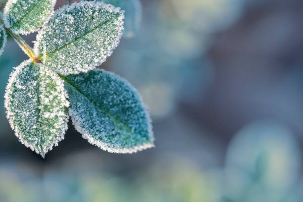 istock Rose leaves in first early frost 1282731541