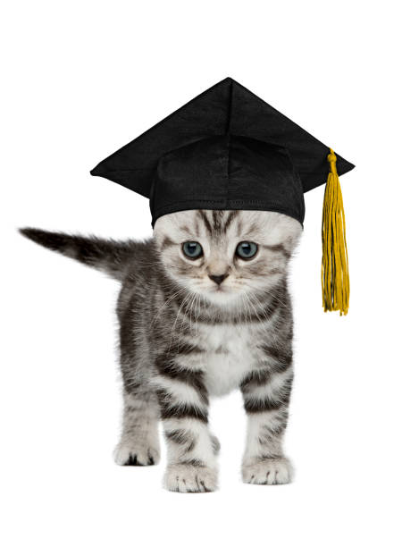 istock Pretty kitten in a graduation cap isolated on white 1282732321