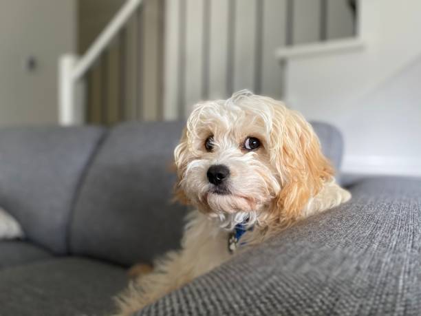 istock “Can you repeat the question?” expression by a cute puppy 1282732792