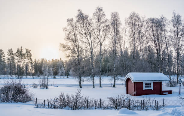 istock Sun rises over pine tree forest, rose clean skies, three birches at the left side stands closer to viewer, very cold day 1282733939