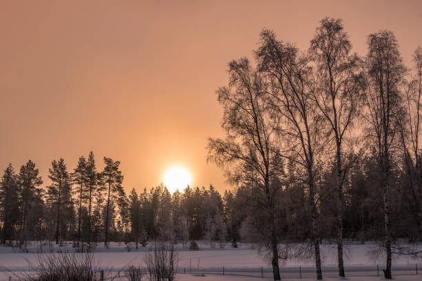 istock Sun rises over pine tree forest, rose clean skies, three birches at the left side stands closer to viewer, very cold day 1282734192