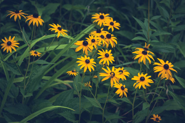 istock Yellow Echinacea flowers blooming 1282734265