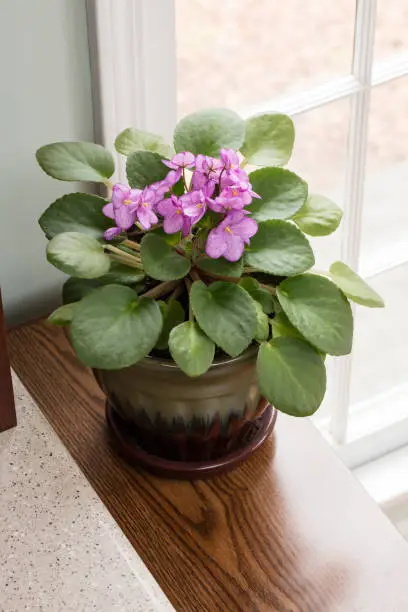 An African violet in a brown pot setting on a wood surface with a window in the background.