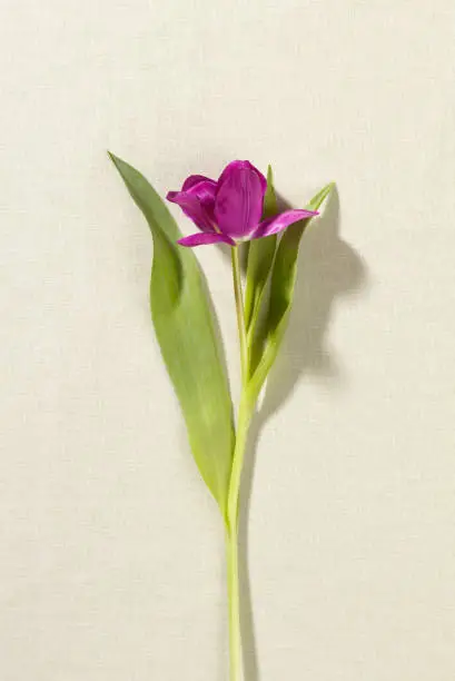 A purple tulip with it's blossom opened laying on a light cream colored fabric.