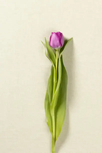 A purple tulip laying on a light cream colored fabric.