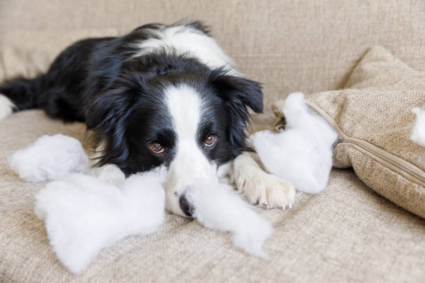 naughty ludique chiot chien border collie après malfaisant oreiller mordant couché sur le canapé à la maison. chien coupable et salon détruit. dommages maison désordonnée et chiot avec le regard coupable drôle - dog home interior loneliness destruction photos et images de collection