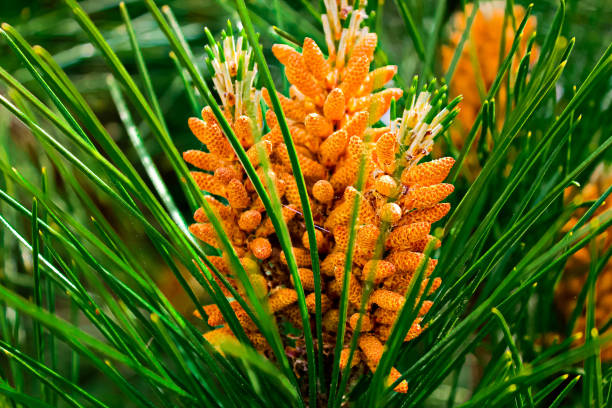 pine tree - pine tree imagens e fotografias de stock