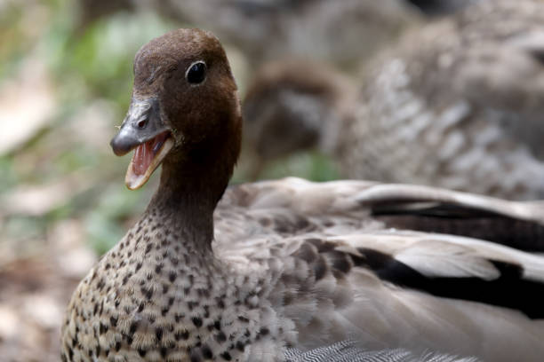 istock Australian Wood Duck 1282737993