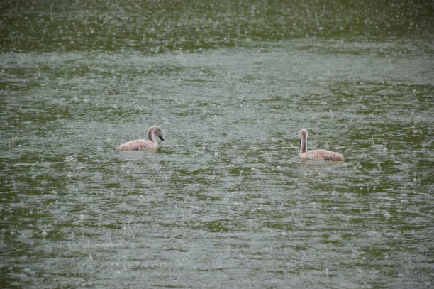 two gray swan chicks swim on the surface of the lake in the rain, the water bubbles from the falling drops