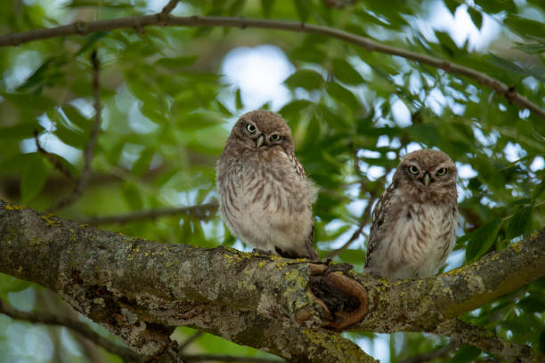 istock Two young Little Owls, sitting in a tree 1282738829