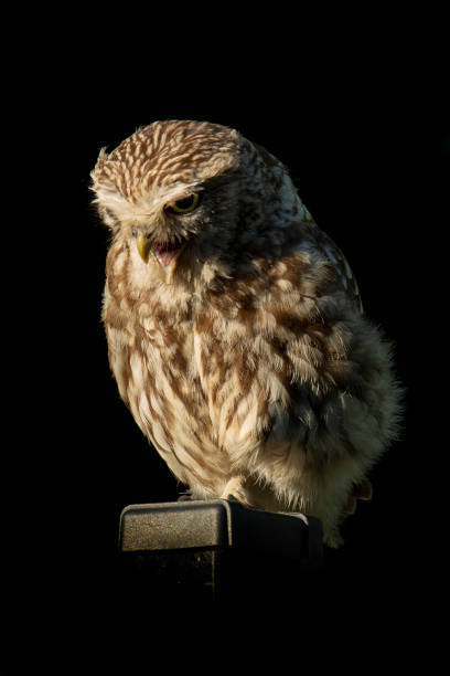 istock Little Owl on pole, isolated on black background 1282738833
