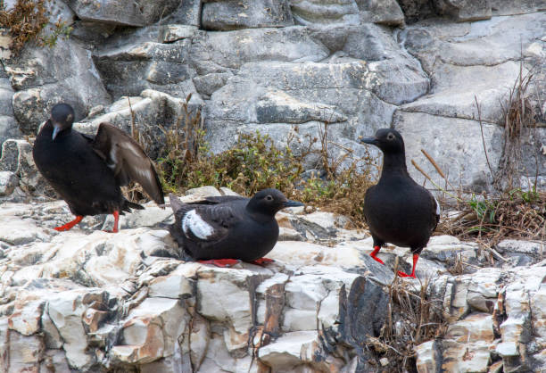 istock Pigeon Guillemot 1282739196