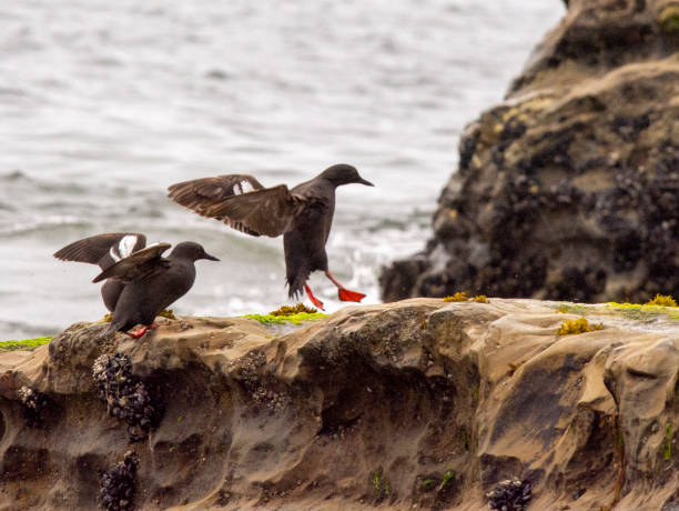 istock Pigeon Guillemot 1282739222