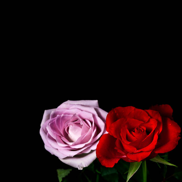 istock Rose flowers with drops of water 1282739278