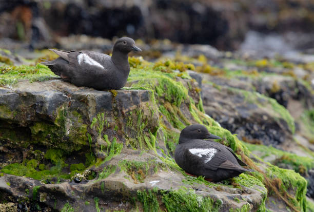 istock Pigeon Guillemot 1282739986