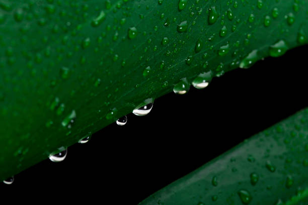 hoja de monstera planta con gotas de agua - water rainforest frond tropical climate fotografías e imágenes de stock
