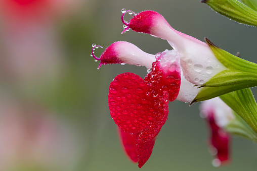 Beauty transparent drop of water on red flower. Beautiful artistic image of environment nature in spring or summer.