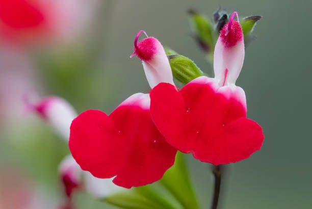 fleurs chaudes de salvia de lèvres - salvia microphylla photos et images de collection