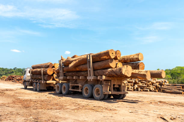 Truck loaded with wood logs